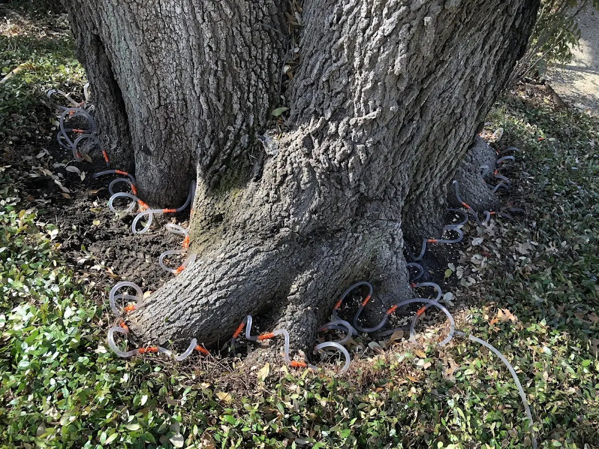 Detailed Tree Cabling and Bracing job site in Meldrim