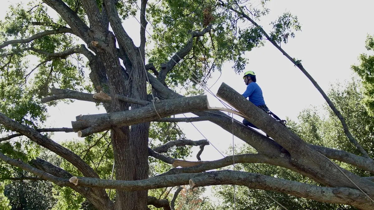 Professional Crown Thinning performed by certified arborists in Meldrim