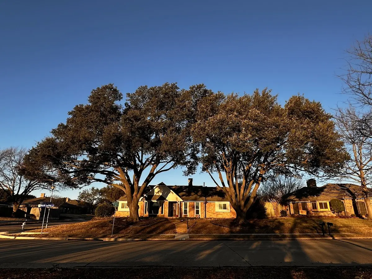 Established residential canopy tree shading a home in Meldrim